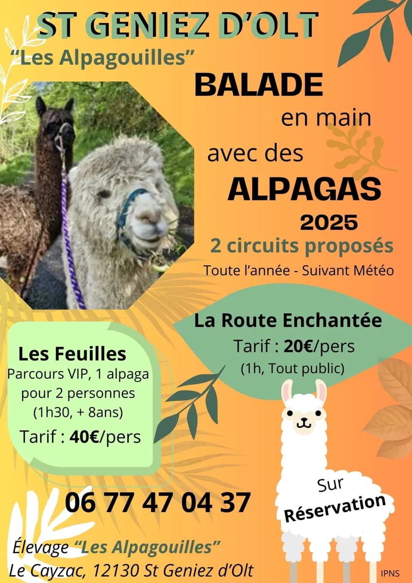 Balade avec les alpagas