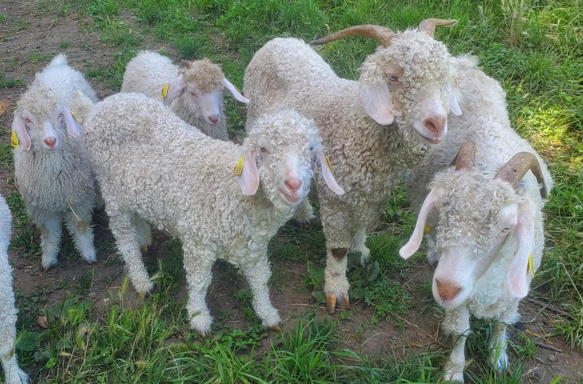 VISITES à la ferme le Puech Février