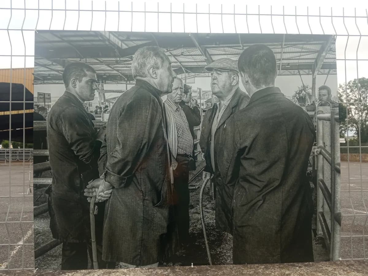Exposition de photos "La vie du Marché aux bestiaux de Laissac" à Laissac